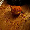 Videos of Dog and Pumpkins