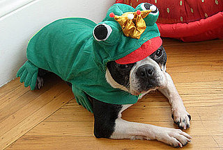 North the Dog Halloween Costume