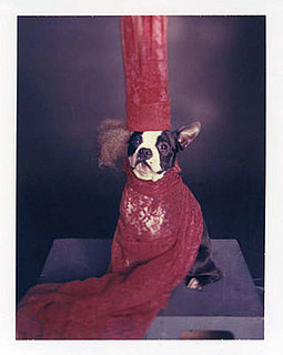 Sugar Shout Out: How to Take a Perfect Picture of Your Pet's Halloween Costume