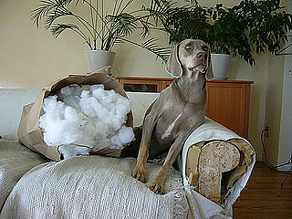 I Can't Have Nice Things Because I Have a Pet