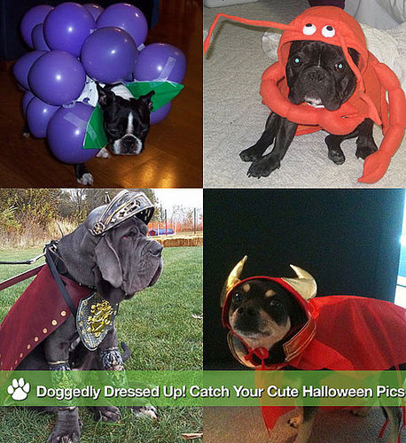 Doggedly Dressed Up! Catch Your Cute Halloween Pics 