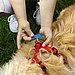 Would You Put a Pet's Name?