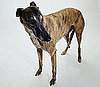 Greyhound Dog Trivia