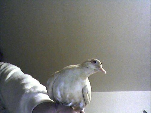 precious my dove