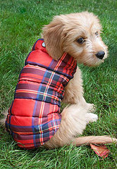 Mascot Plaid Dog Collar and Mascot Plaid Puffer Jacket