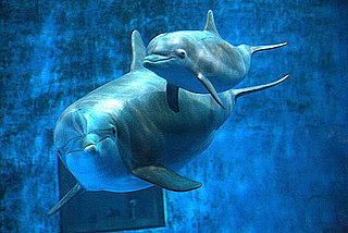 Baby Dolphin Named on Facebook