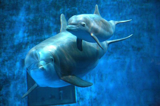 Pictures of Baby Dolphin Named on Facebook Pictures of Baby Dolphin Named on Facebook