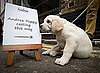 Andrex Puppy Casting — Who's the Cutest of Them All? 