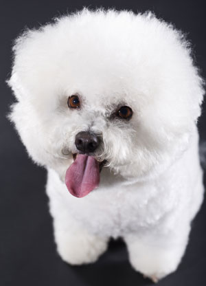 Bichon Frise Breed Facts