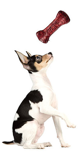 Cranberry Dog Treats and Can My Dog Eat Cranberries?