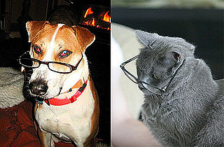 Study Shows Dogs Are Smarter Than Cats at Oxford University and Dogs Have Bigger Brains