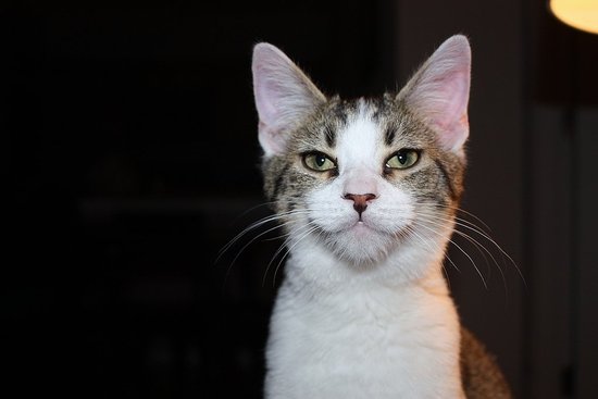 Proud kitty