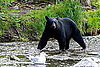 Would You Eat Bear Meat?