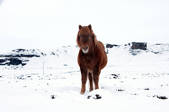 Icelandic Horses!