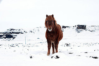 What Is an Icelandic Horse?