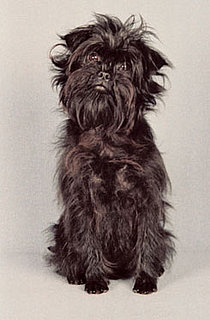 Affenpinscher Breed Facts
