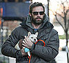Pictures of Hugh Jackman's French Bulldog Puppy