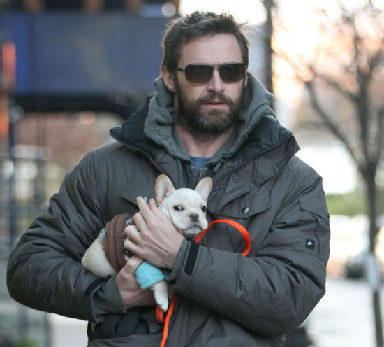 Pictures of Hugh Jackman's French Bulldog Puppy