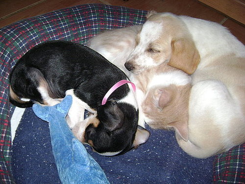 My cat Conan, and my dogs Bolita and Budi.