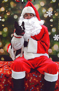 Dogs and Santa Claus