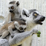 Which Zoo Animals Have More Than One Baby?