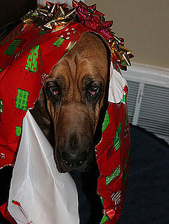 What Should I Get a Dog For Christmas and What Should I Get a Cat For Christmas?