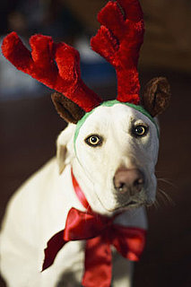 Buy Reindeer Costumes For Dogs