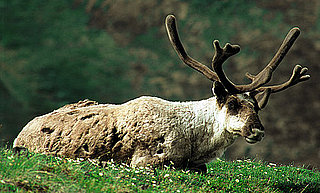 Reindeer Trivia and Information About Reindeer
