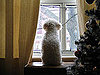Is It Mean to Leave My Dog on Christmas?