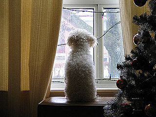 Is It Mean to Leave My Dog on Christmas?