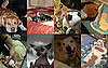 Paul the Octopus Died, Cesar Millan's Dog Died, Kathy Griffin's Dog Died, Prince Chunk Died, Rose McGowan's Dog Died