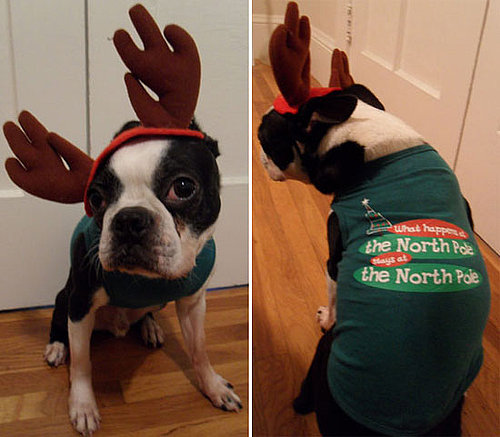 Holiday Cards With Dogs