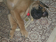 Antler Dog Chews Antler Dog Chews