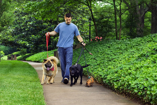 Pet Sitter or Walker