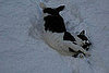 Do Cats Like the Snow?