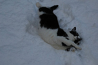 Do Cats Like the Snow?