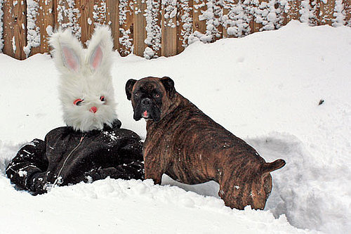 Pictures of a Dog and a Bunny Snowman