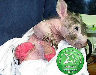 Funny Looking Zoo Babies