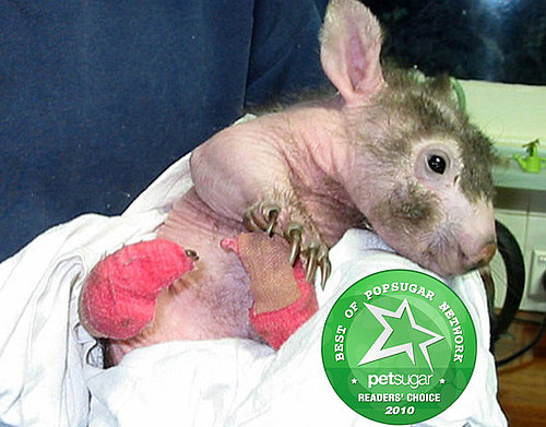 Funny Looking Zoo Babies