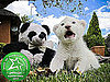 Zoo Animals Born in 2010