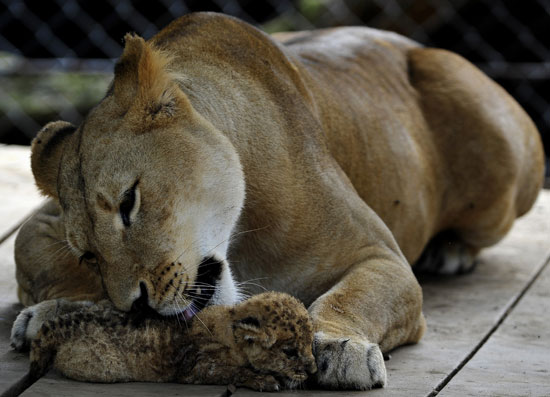 Caring Lion Licking Lil Cub Caring Lion Licking Lil Cub