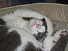 Pet-Related New Years Resolutions