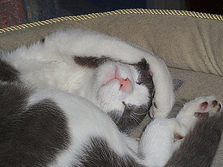 Pet-Related New Years Resolutions