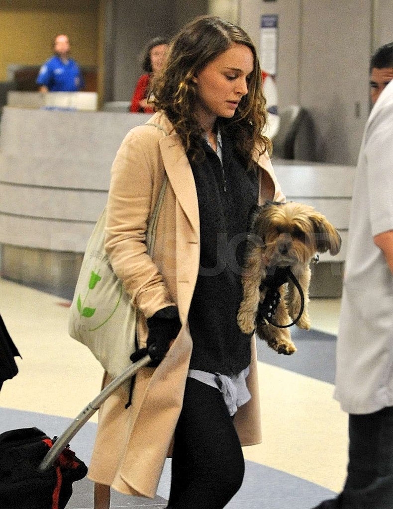 Pregnant Natalie Portman and Her Baby Bump Arrive at LAX Ahead of People's Choice Awards! Pregnant Natalie Portman and Her Baby Bump Arrive at LAX Ahead of People's Choice Awards!