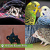 Pictures of Exotic Pets