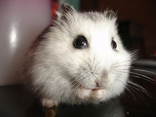 A Russian dwarf hamster named Scooby. Too cute!
Source: Flickr user cdrussorusso
A Russian dwarf hamster named Scooby. Too cute!
Source: Flickr user cdrussorusso