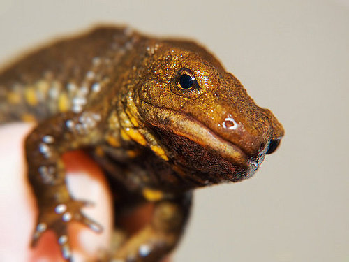 A cute newt, who knew?
Source: Flickr user Stephen Thomas
A cute newt, who knew?
Source: Flickr user Stephen Thomas