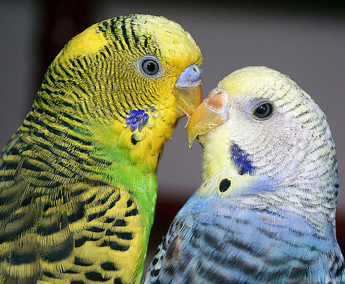 Lovebirds . . . literally! I'm smitten.
Source: Flickr user PuppiesAreProzac
Lovebirds . . . literally! I'm smitten.
Source: Flickr user PuppiesAreProzac