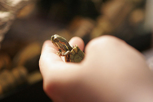 A pet baby turtle peeking out from his shell.
Source: Flickr user Henry Tseng
A pet baby turtle peeking out from his shell.
Source: Flickr user Henry Tseng