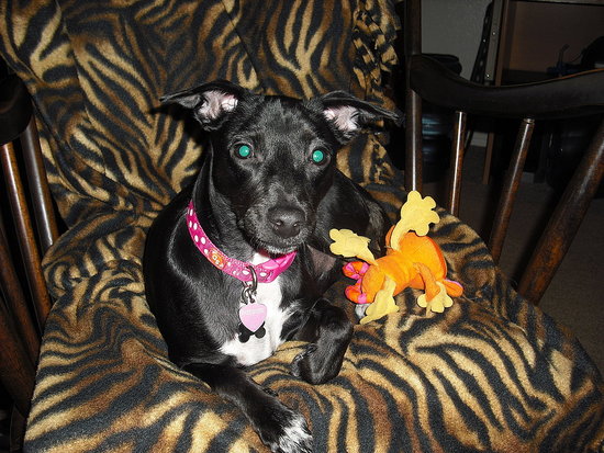 Tiger Pup and the Monkey